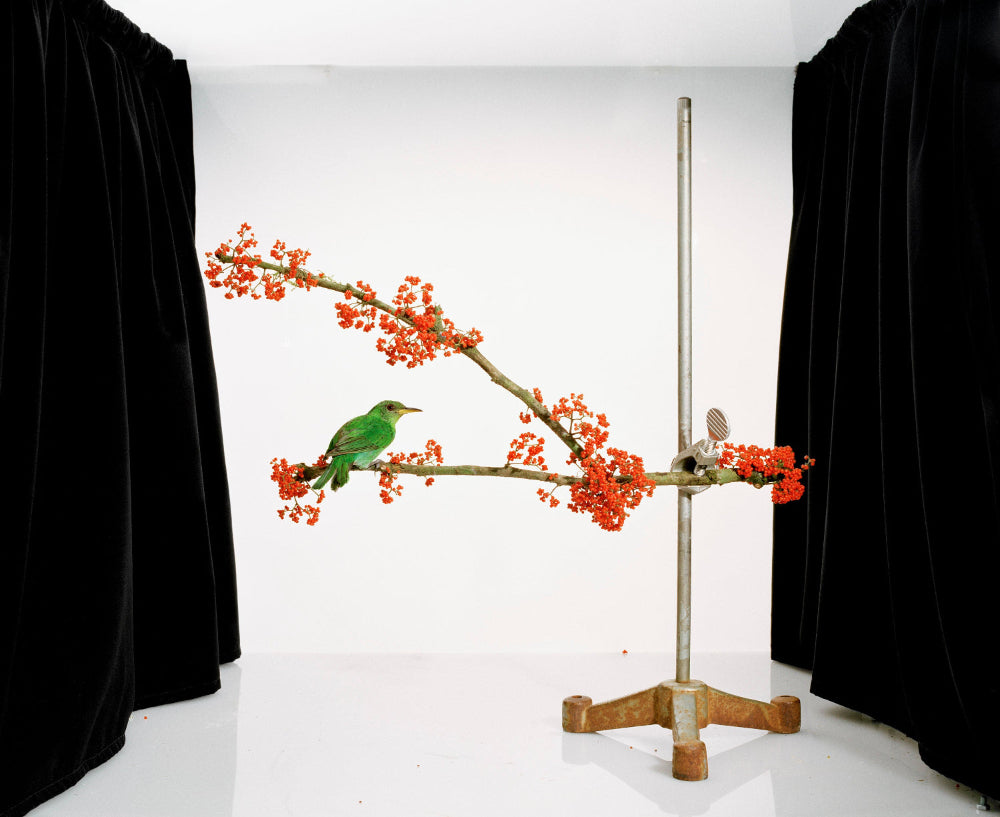 Portrait of a small green bird on a branch with red flowes. White background and black curtains on the side.