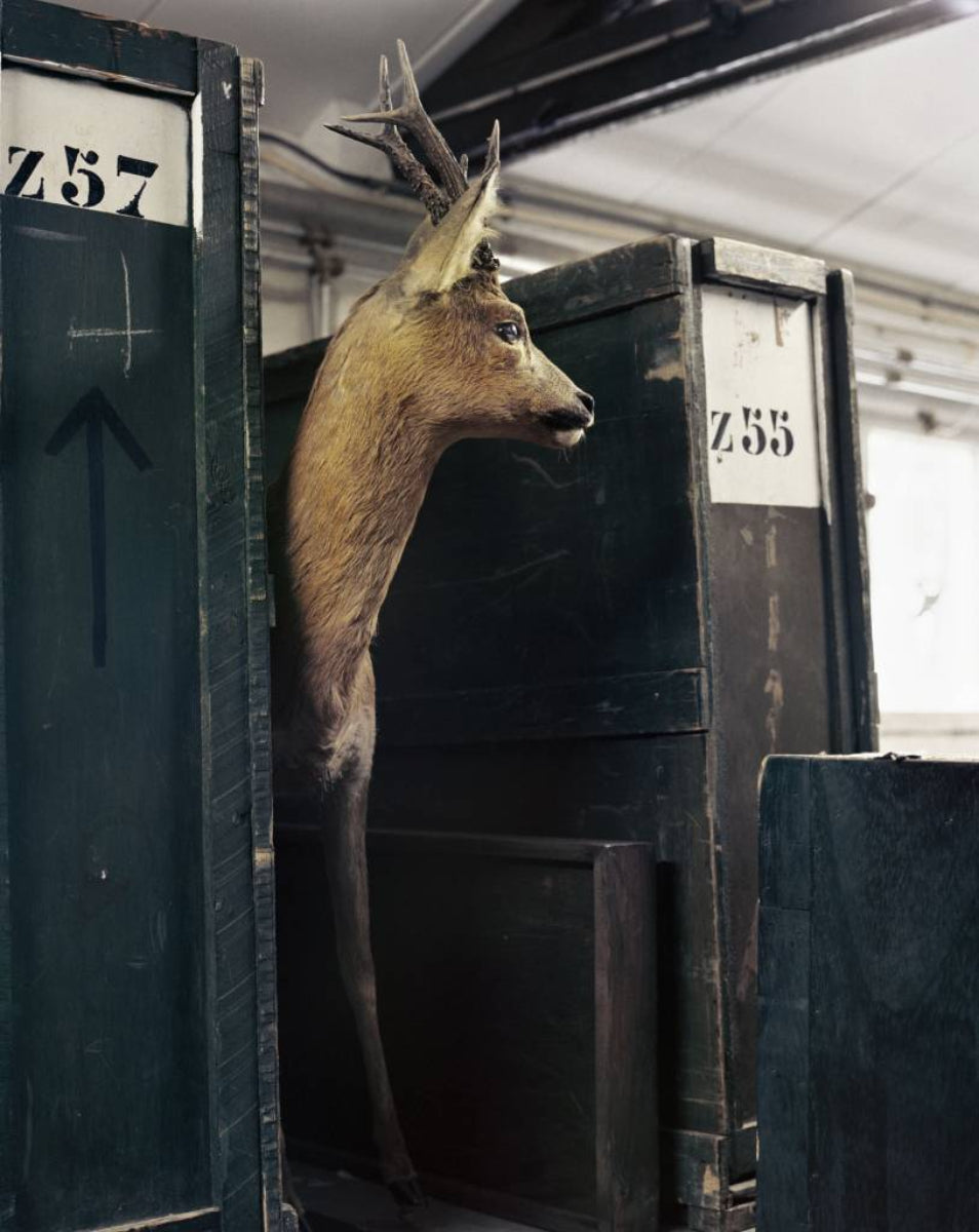 mounted deer in numbered wooden crate
