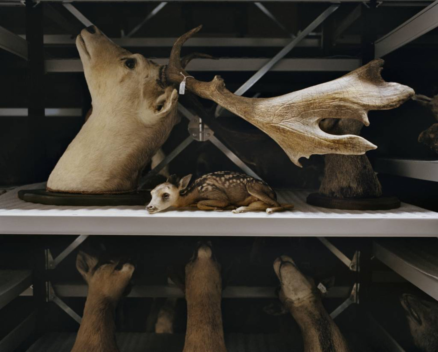 mounted baby dear on white shelves