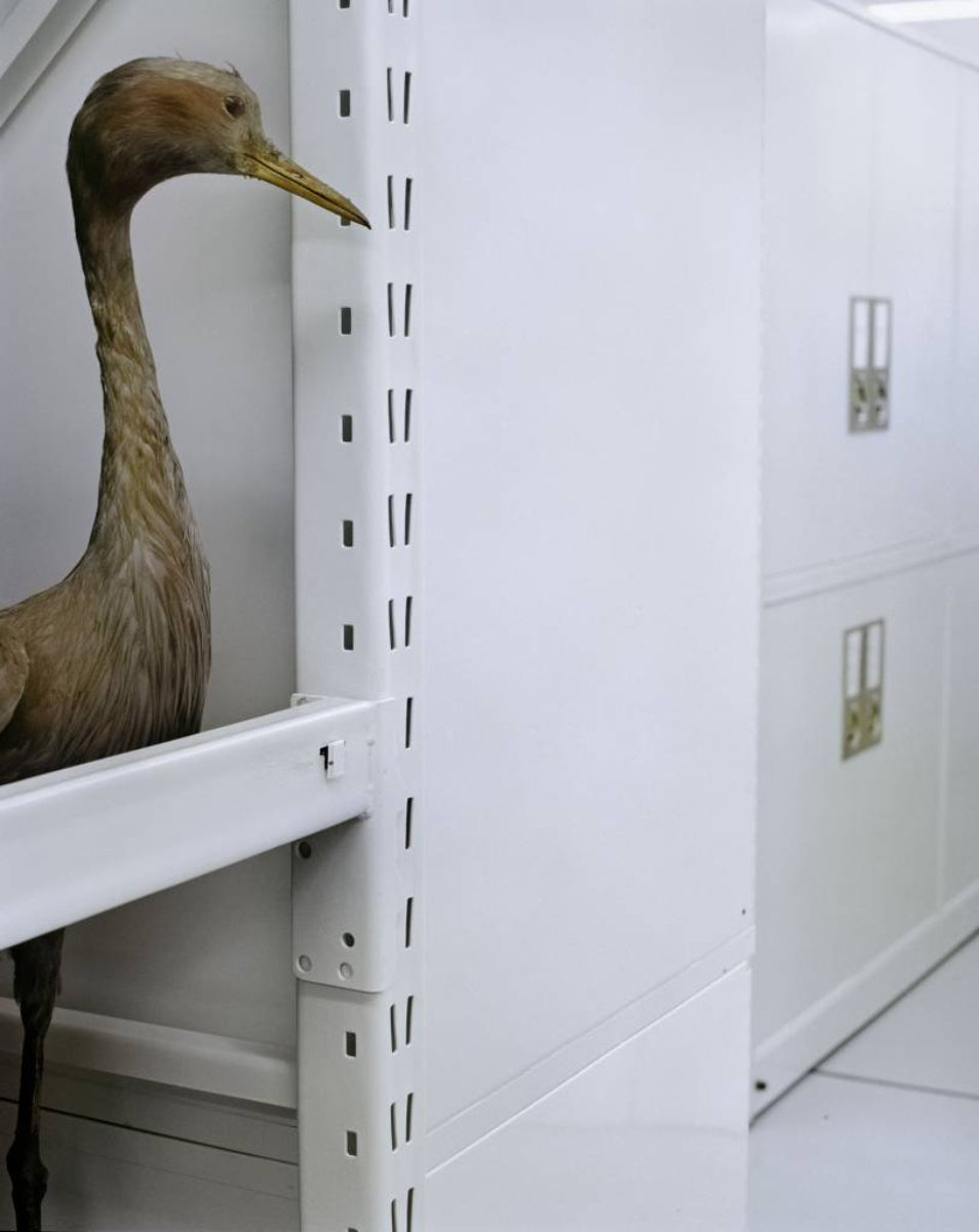 A taxidermie heron on white metal shelves