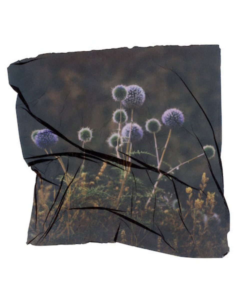 purple flowers in nature