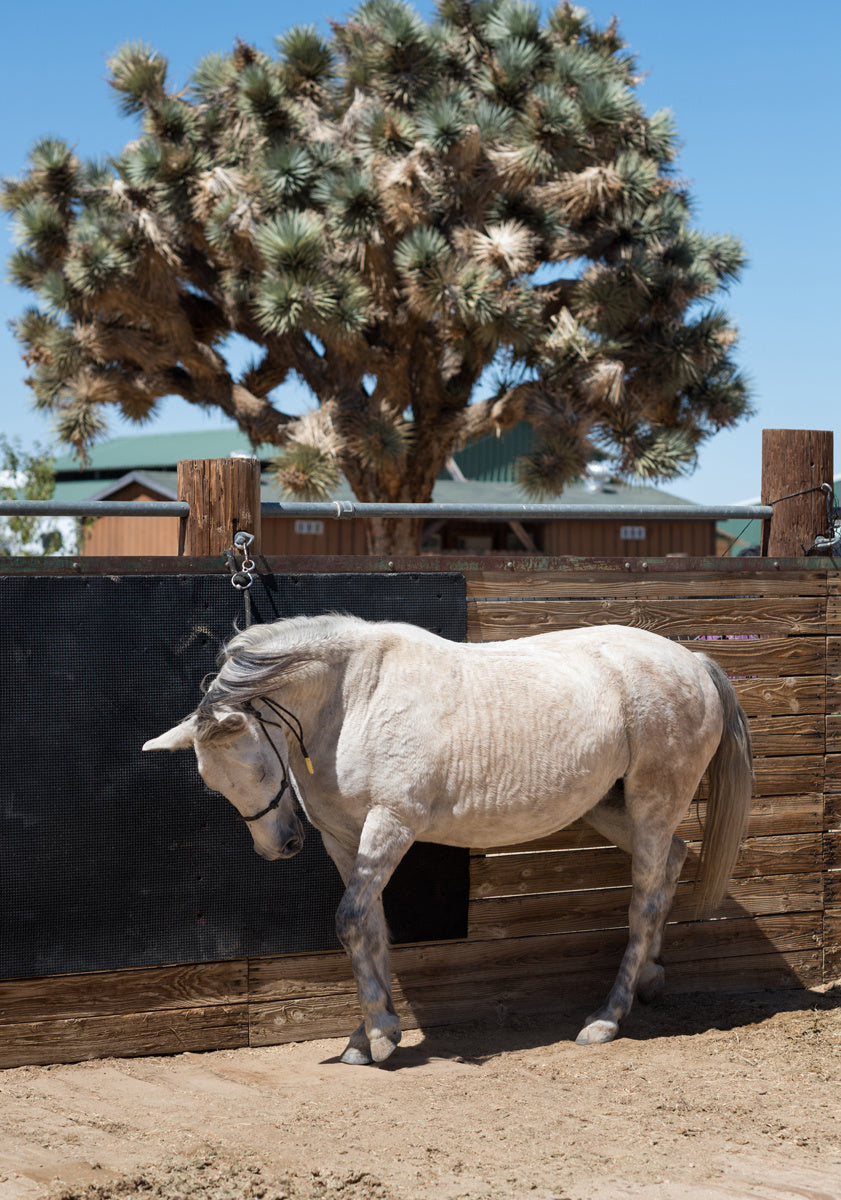 A white horse in front of a wooden fence