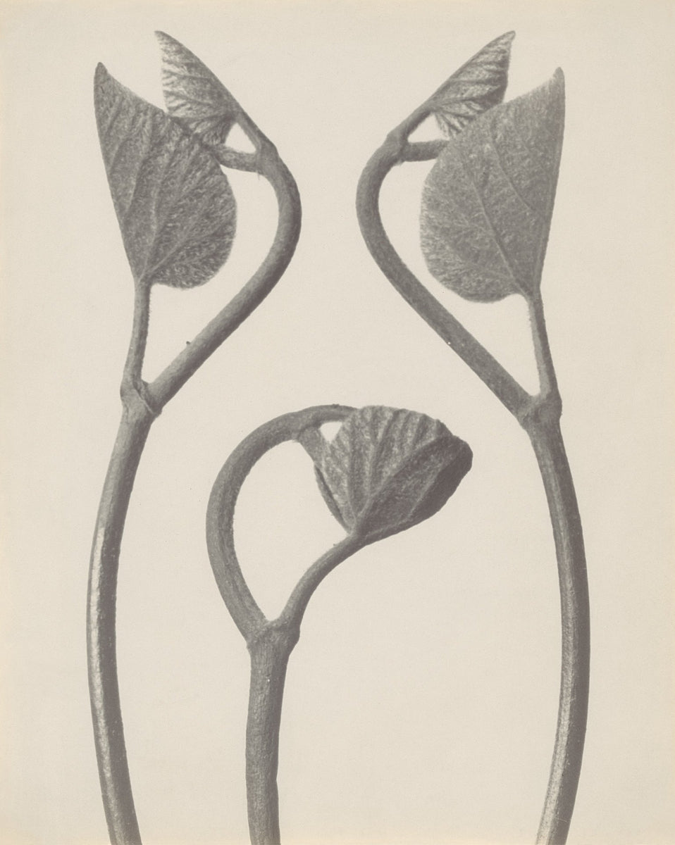 classic Karl Blossfeldt print of Birthworth