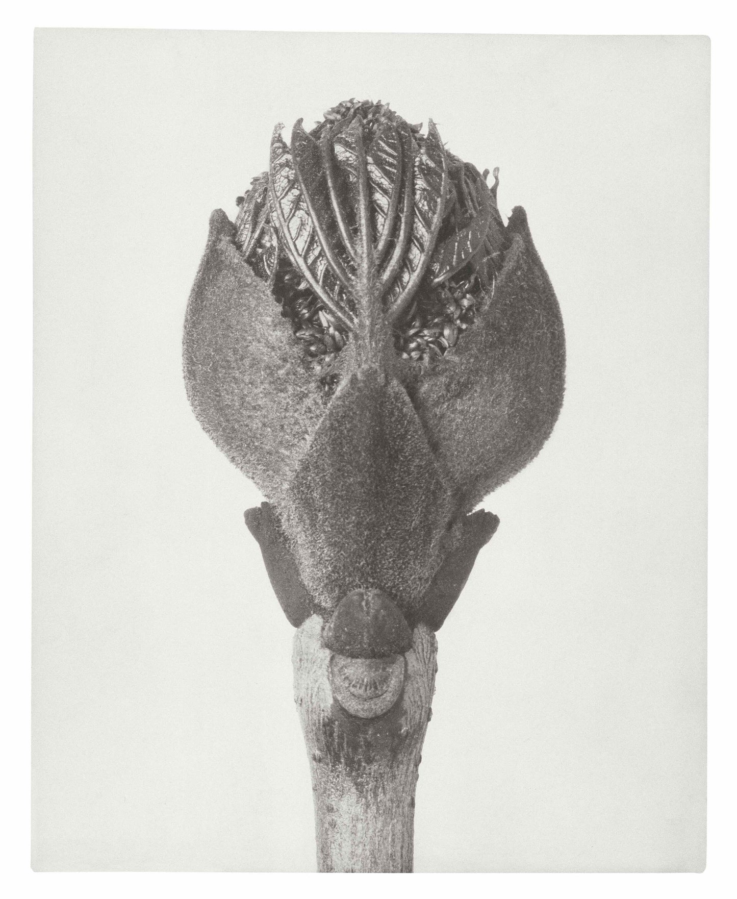 Karl Blossfeldt flower in bud flowering ash