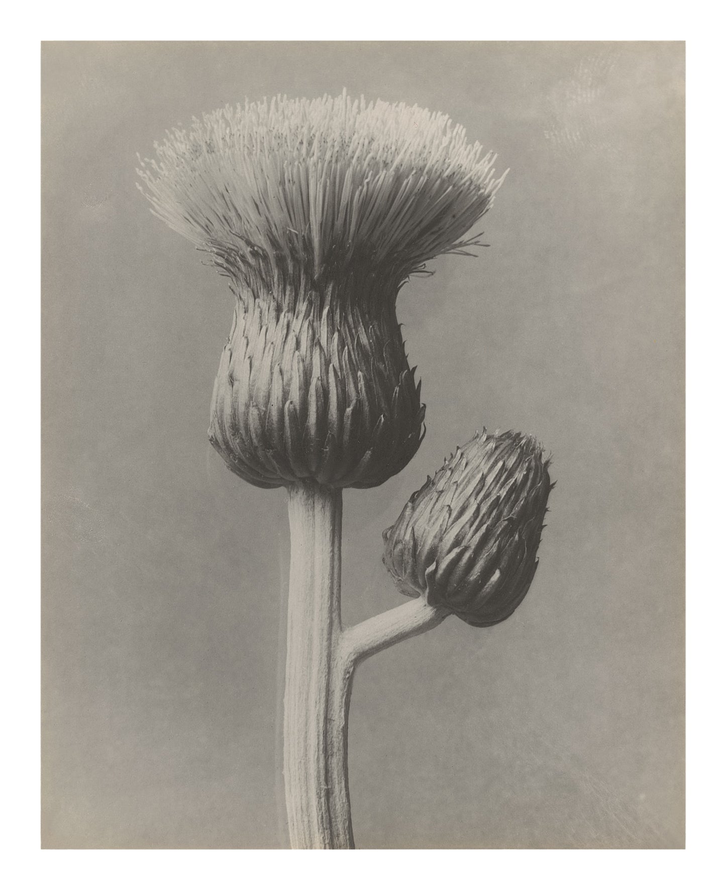 karl blossfeldt grey thistle plant two buds