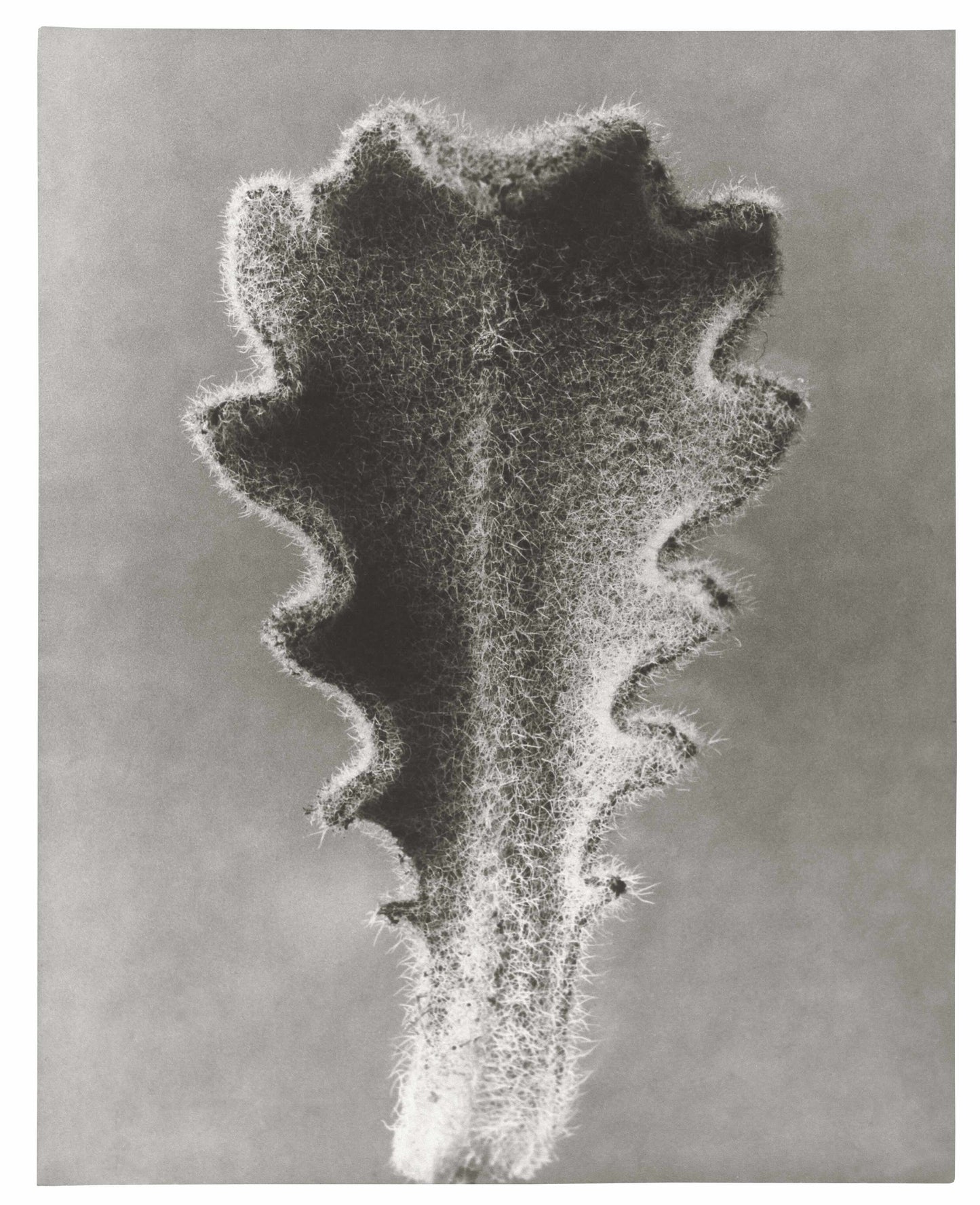 Karl Blossfeldt hairy catsear plant