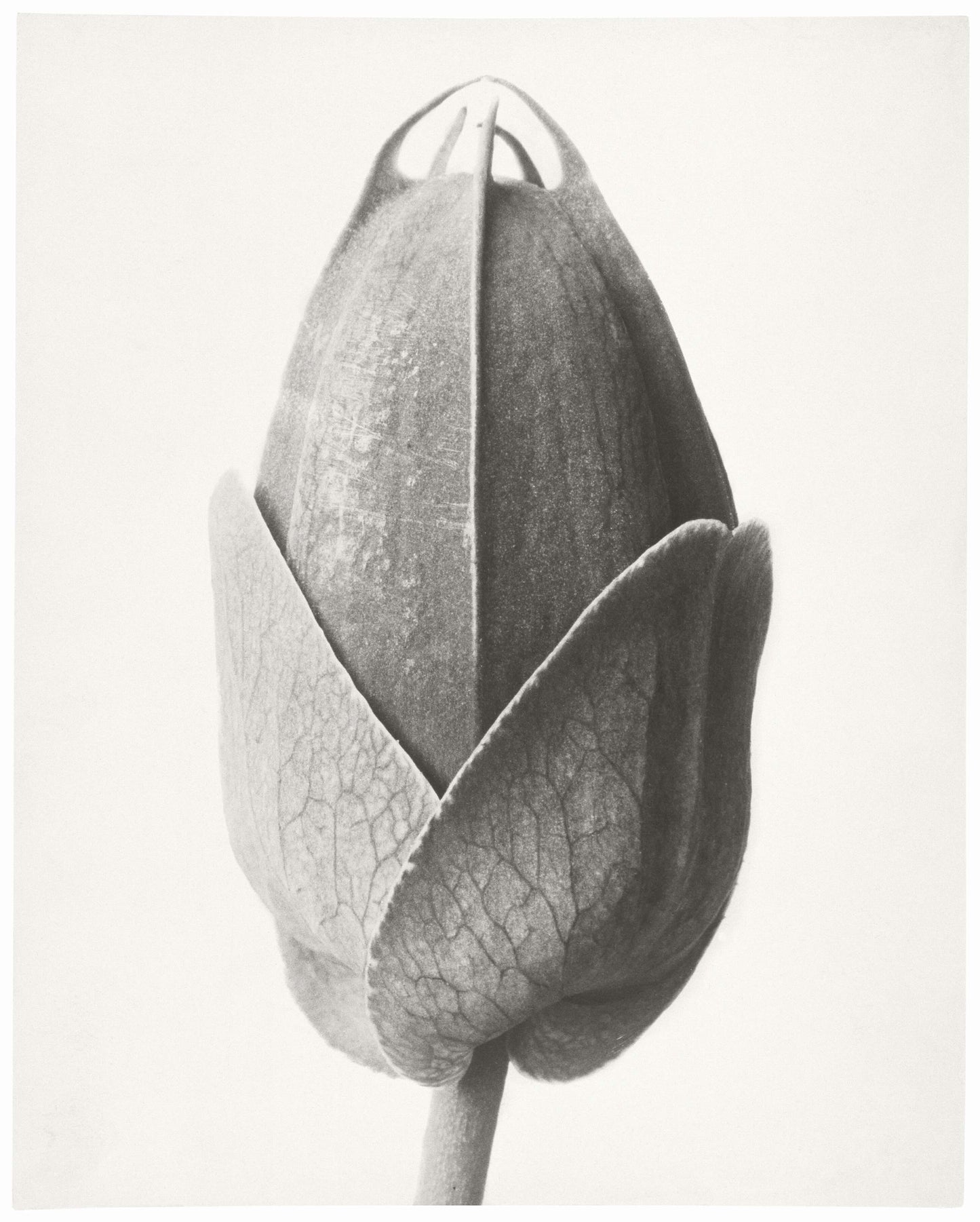 Karl Blossfeldt passion flower bud