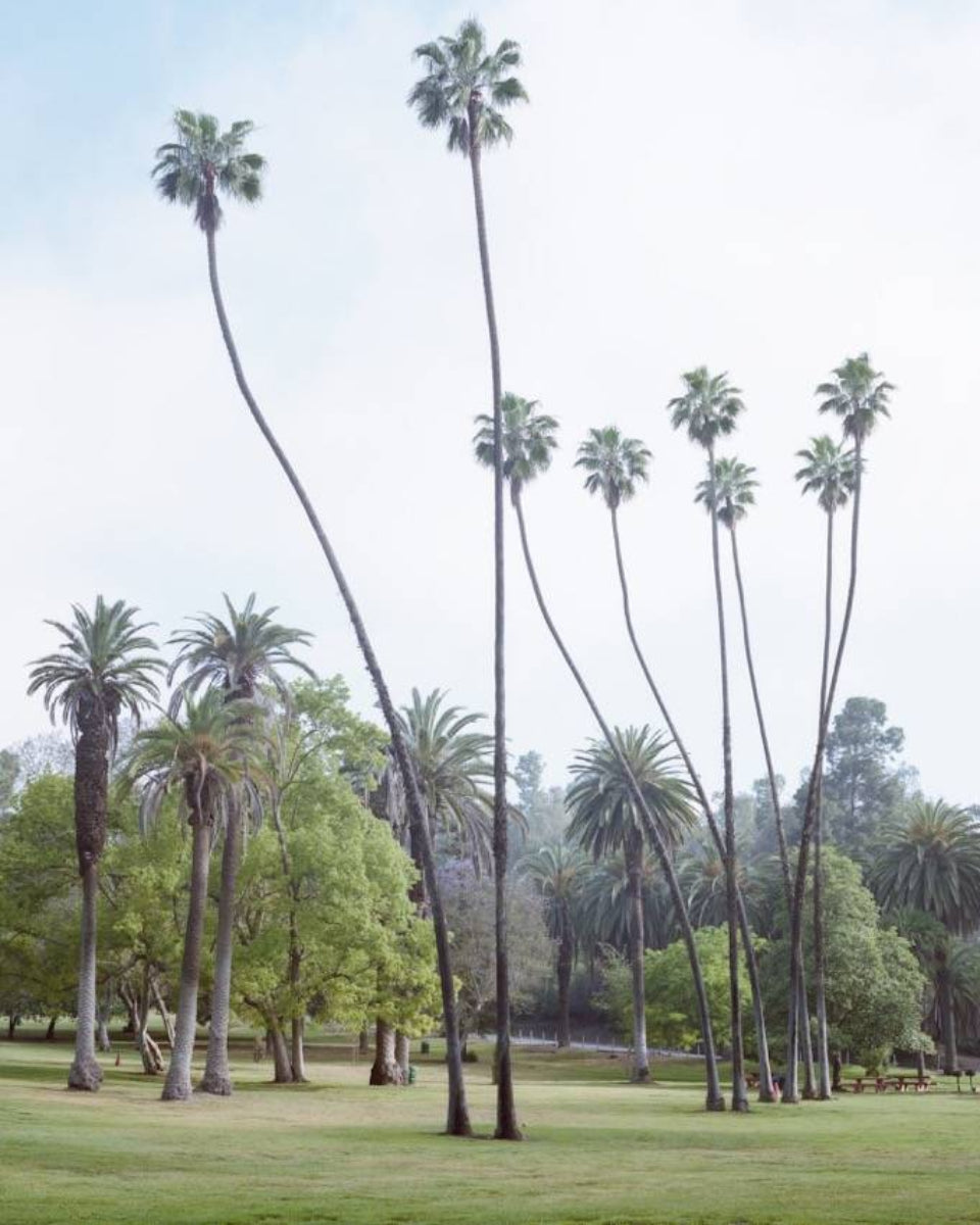 Tall palmtrees in a lush green field