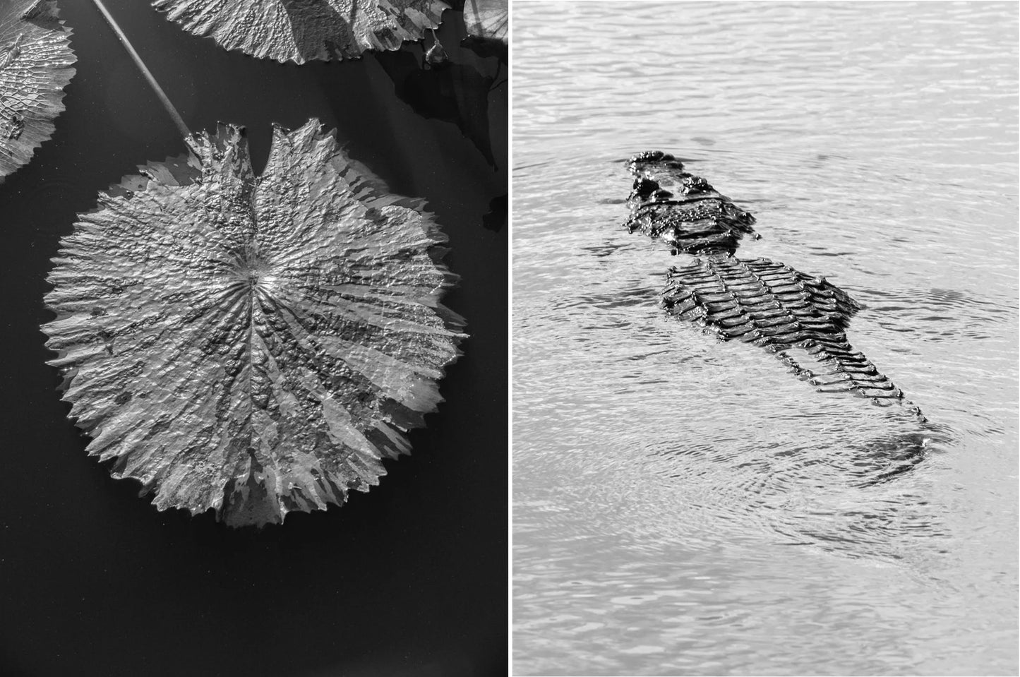 Black and white split image of a lily pad and a crocodile