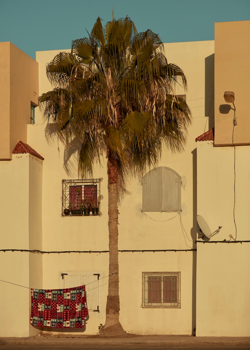 palm tree in front of yellow white building in evening sun with red carpet