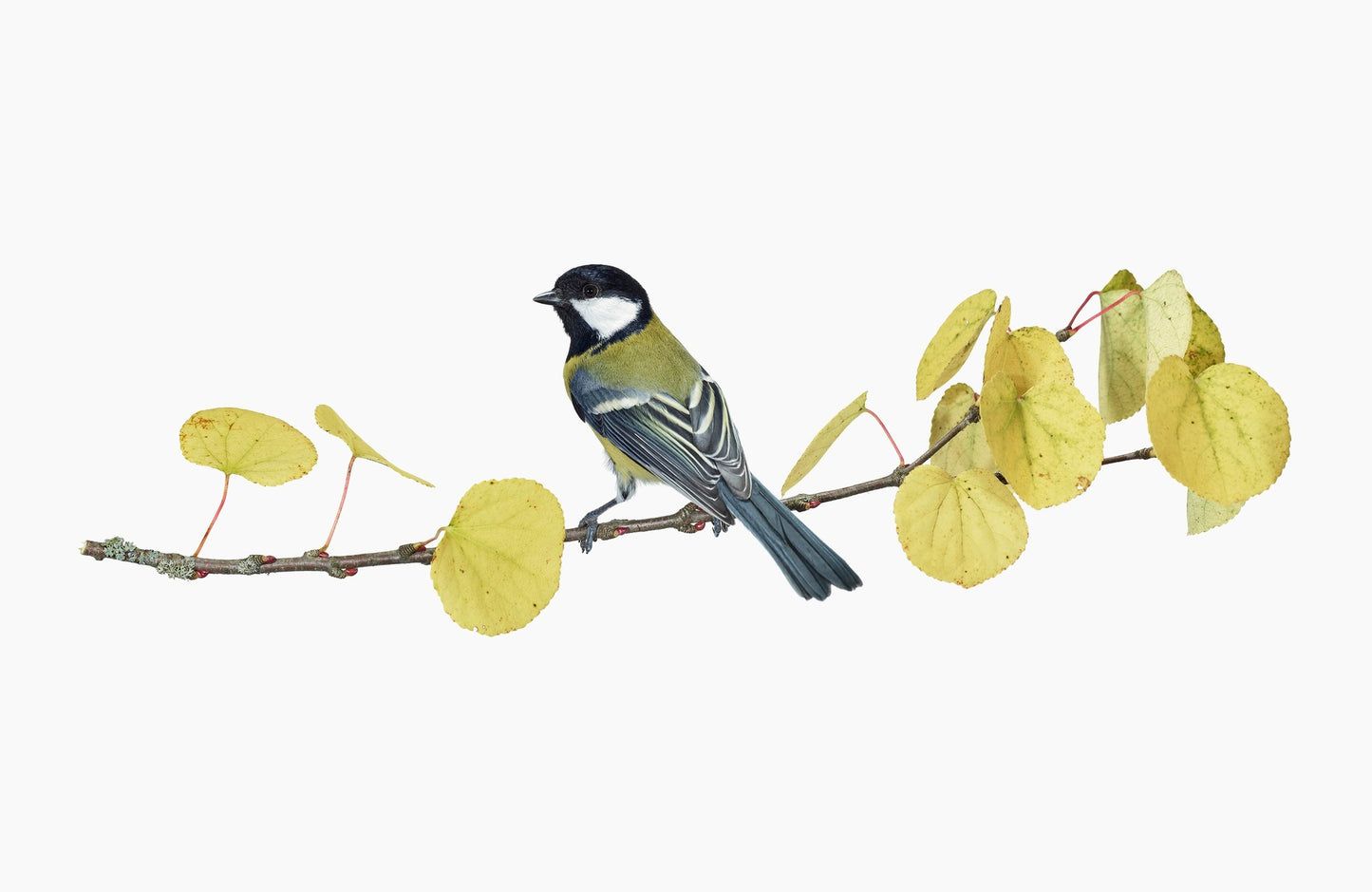 Great tit sitting on a branch in front of a white background