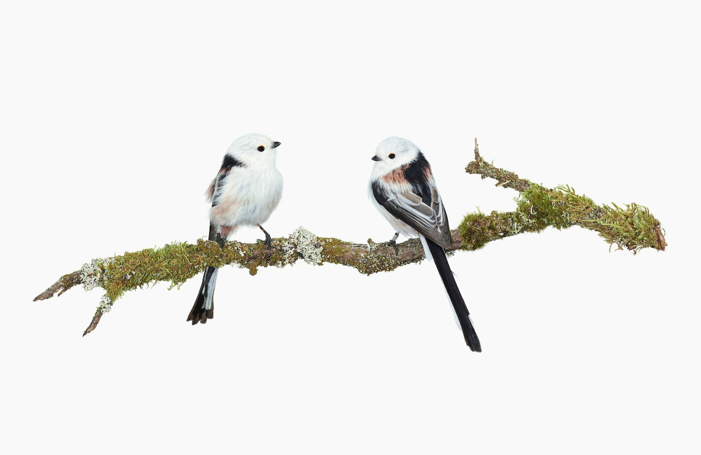 Long-tailed tit sitting on a mossy branch in front of a white background