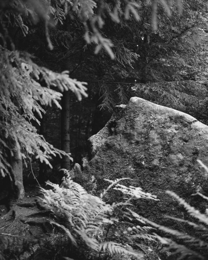 Black and white image of a large rock and pine trees