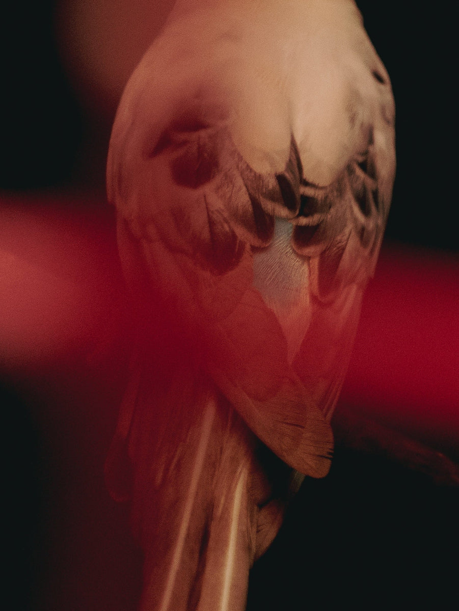 colour image of a bird with white and grey feathers and a light blue body. There is a horizontal stroke of red light across the image.