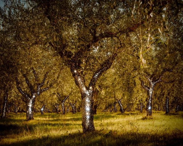 Colour photo of a field of trees with yellowish grass and sparkles on the tree stems.