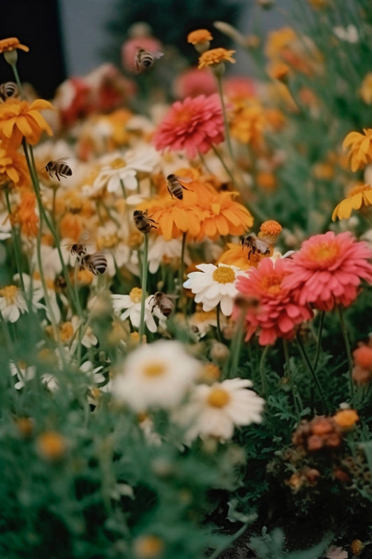 Colour photo of colourful flowers with bees