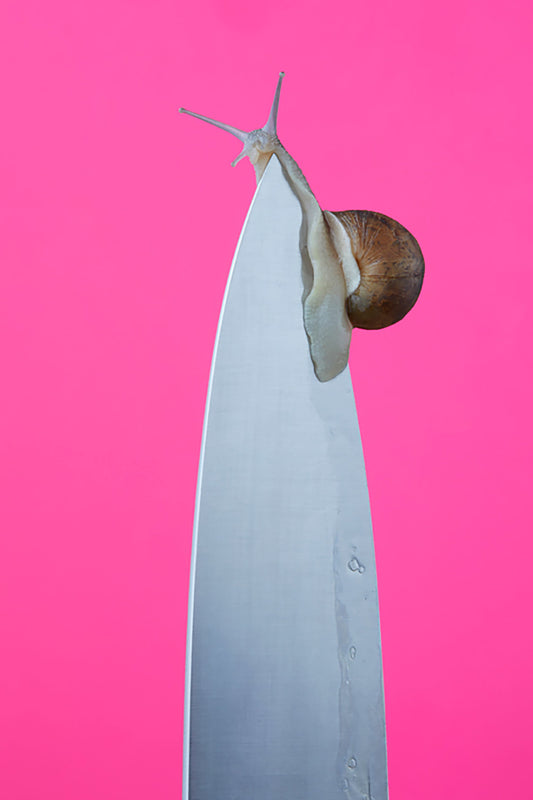 snail on the side of knife with a pink background