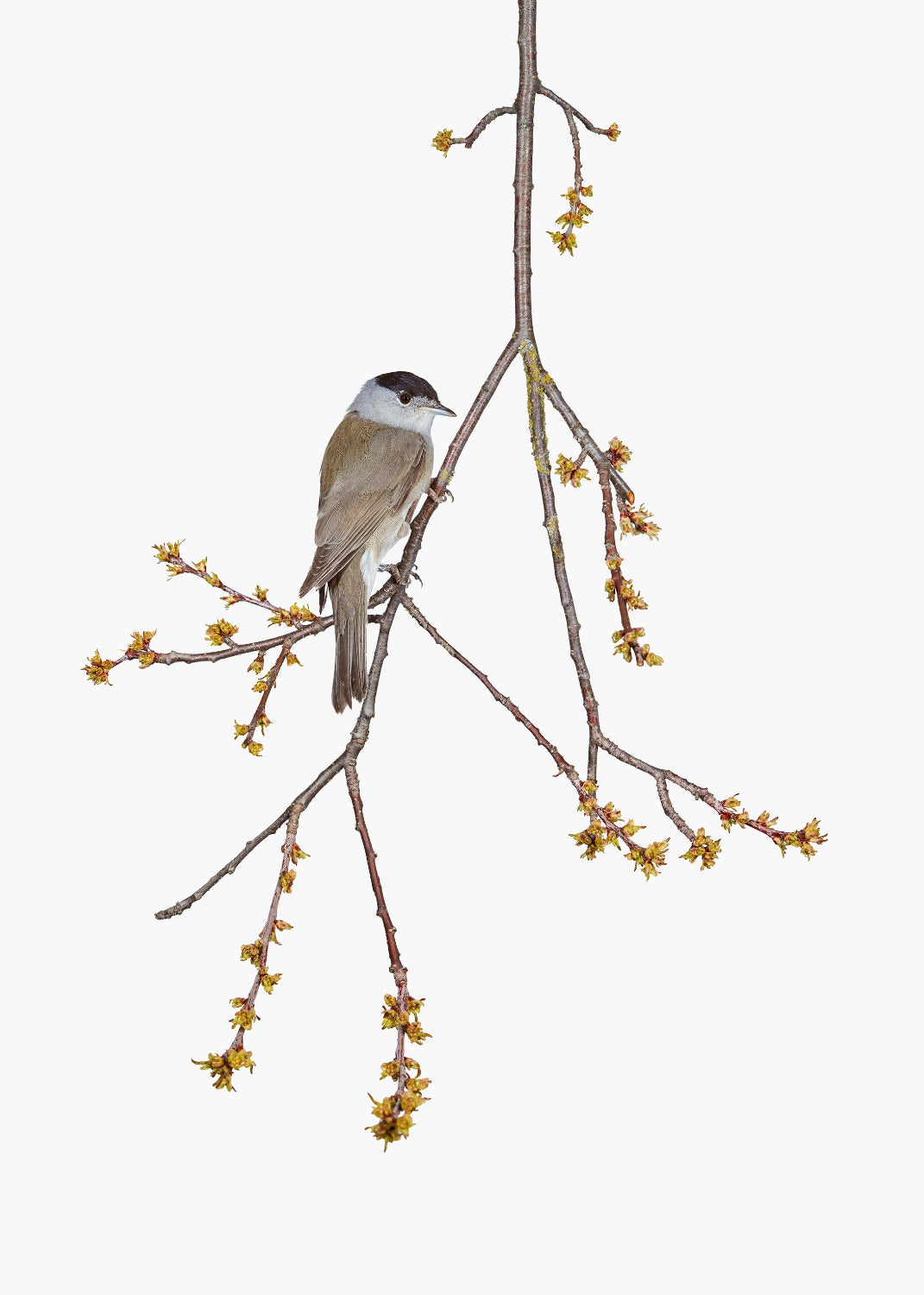White background with one branch with yellow blossom and a small grey bird.