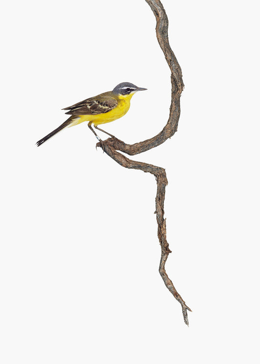 Yellow bird on a brown branch