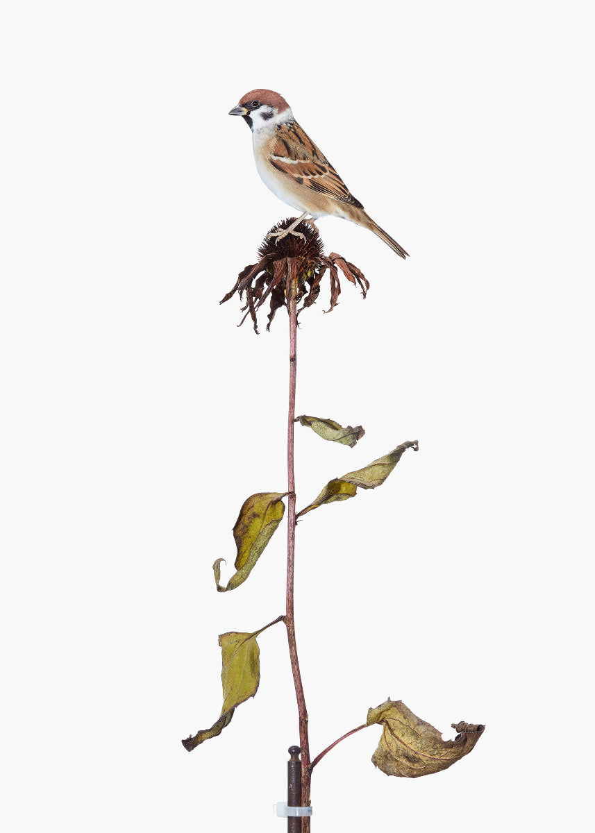 Brown bird on a dried up flower stem