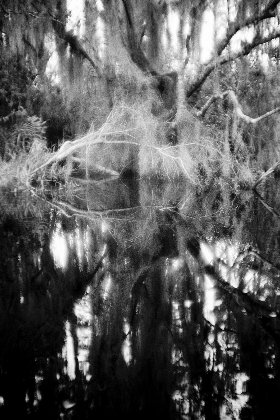 Black and white image of a swamp with reflection of branches in water