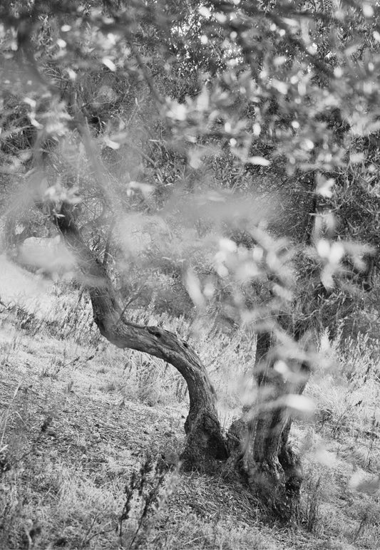 Black and white olive tree