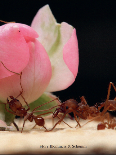 group of ants carrying pink petals
