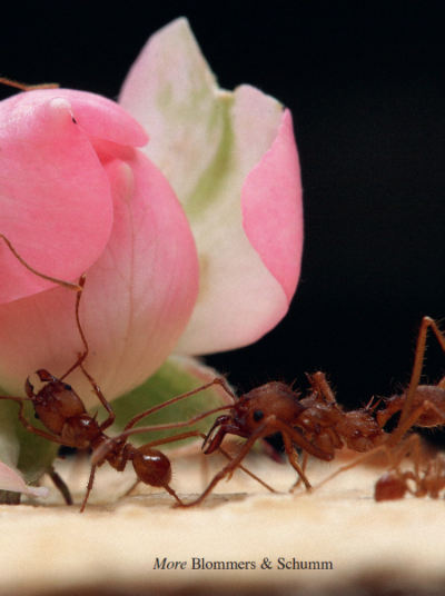 pink petals carried by a group of ants