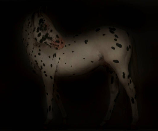 a white horse with black marks 