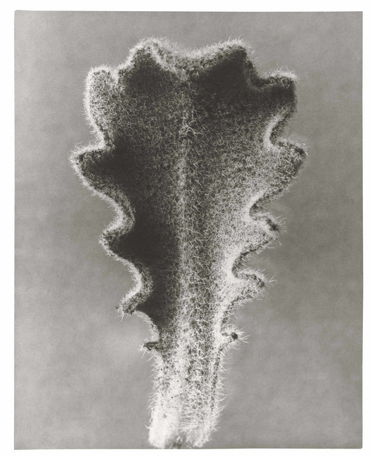 Karl Blossfeldt hairy catsear plant