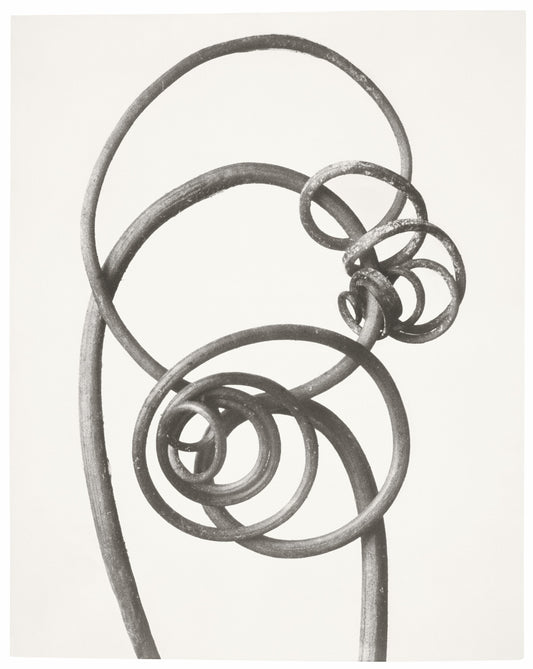 Karl Blossfeldt pumpin plant curly stems