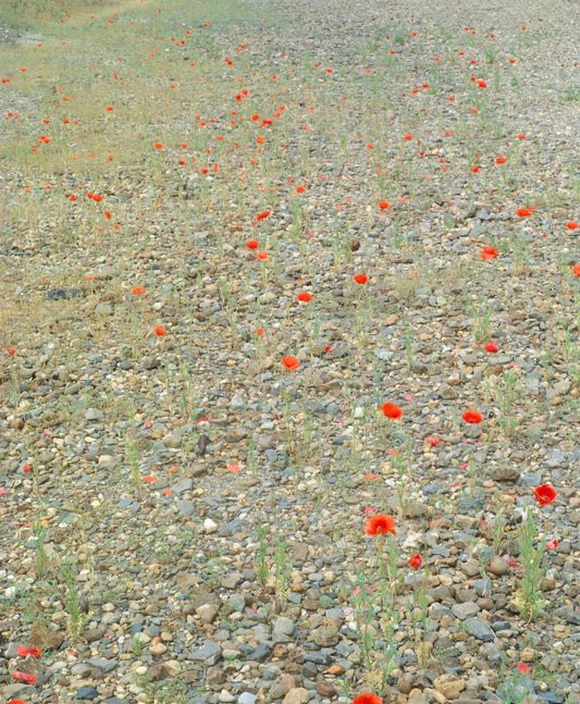 flower field with poppies
