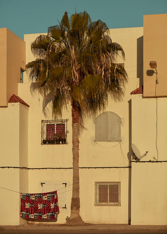 palm tree in front of yellow white building in evening sun with red carpet