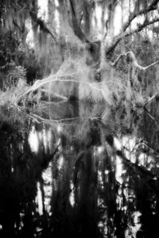 swamp in black and white in alabama