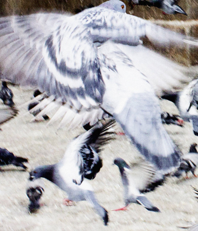Close-up of flying pigeons