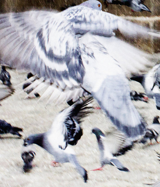 Close-up of flying pigeons