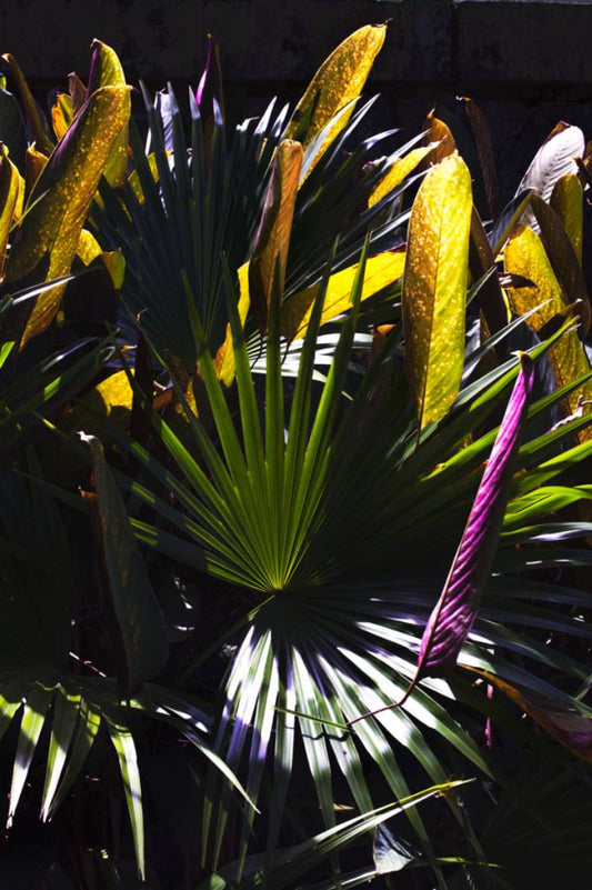 Green and purple plants in sunligt